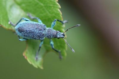 <i>Polydrusus planifrons</i>