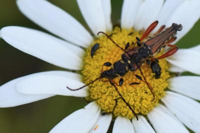 <i>Stenopterus rufus</i>