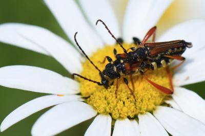 <i>Stenopterus rufus</i>
