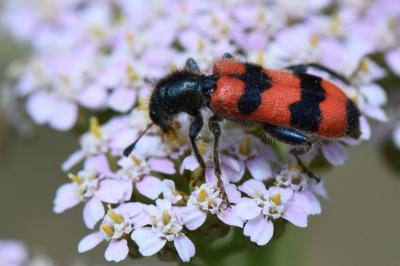 <i>Trichodes apiarius</i>