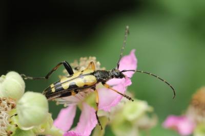 <i>Rutpela maculata</i>