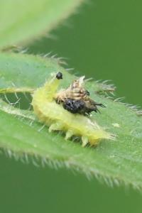 <i>Cassida</i>