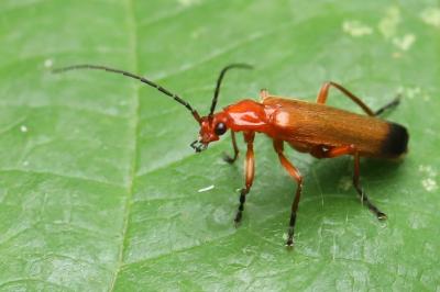 <i>Rhagonycha fulva</i>