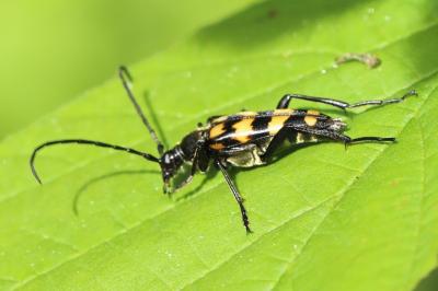 <i>Leptura quadrifasciata</i>