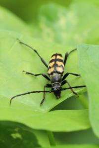 <i>Leptura quadrifasciata</i>