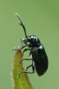 <i>Oulema</i>