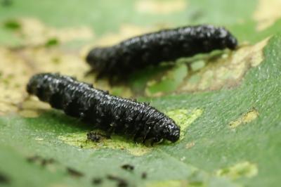 <i>Agelastica alni</i>