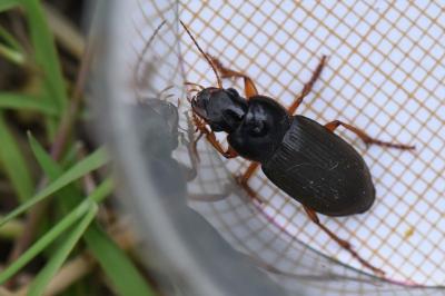 <i>Pseudoophonus rufipes</i>