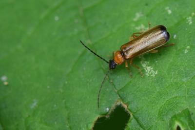 <i>Rhagonycha lutea</i>