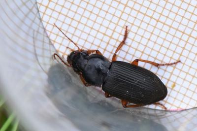 <i>Pseudoophonus rufipes</i>