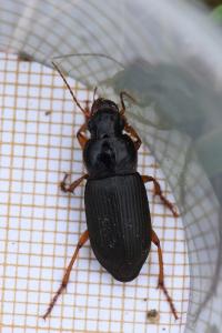 <i>Pseudoophonus rufipes</i>