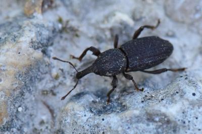 <i>Mitoplinthus caliginosus</i>