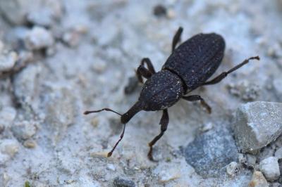 <i>Mitoplinthus caliginosus</i>