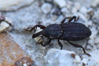 <i>Mitoplinthus caliginosus</i>