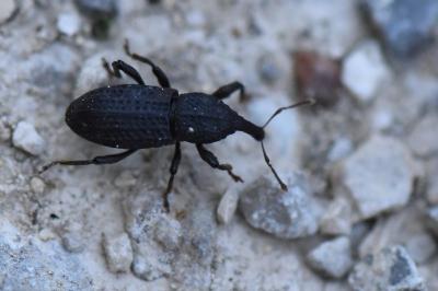 <i>Mitoplinthus caliginosus</i>
