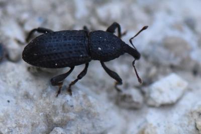 <i>Mitoplinthus caliginosus</i>