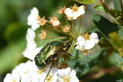 <i>Cetonia aurata</i>