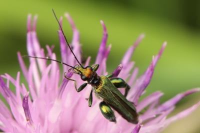 Oedemera nobilis