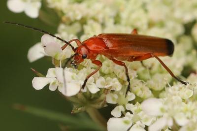 <i>Rhagonycha fulva</i>