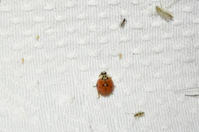 <i>Harmonia axyridis</i>