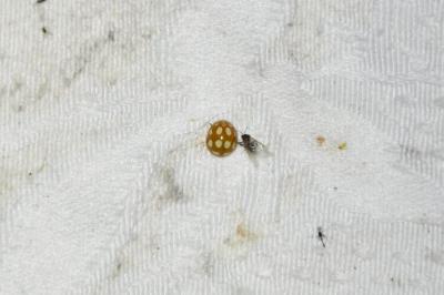 <i>Calvia decemguttata</i>