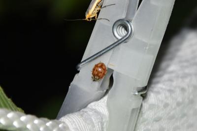 <i>Harmonia quadripunctata</i>