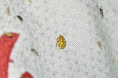 <i>Halyzia sedecimguttata</i>