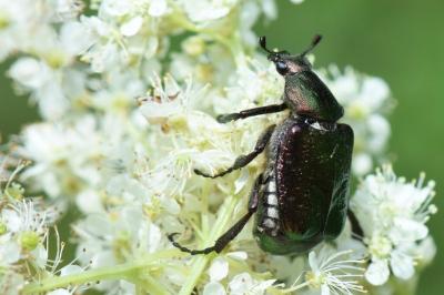<i>Gnorimus nobilis</i>