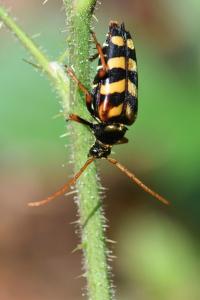 <i>Leptura aurulenta</i>