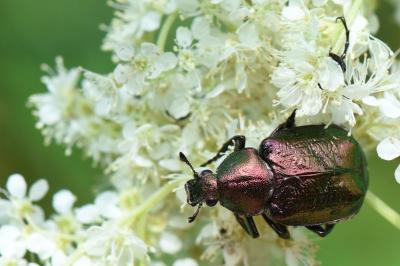 <i>Gnorimus nobilis</i>