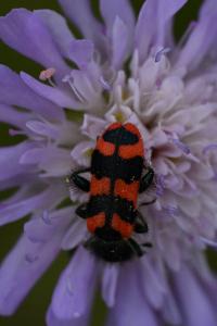 <i>Trichodes alvearius</i>