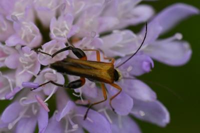 <i>Oedemera podagrariae</i>