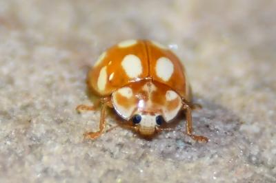 <i>Calvia decemguttata</i>