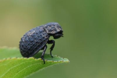 <i>Trox perlatus</i>