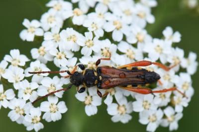 <i>Stenopterus rufus</i>