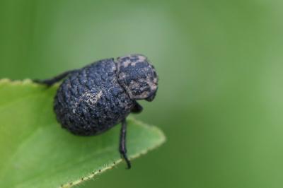 <i>Trox perlatus</i>
