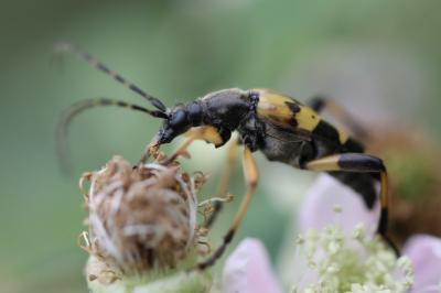 <i>Rutpela maculata</i>