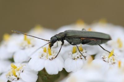 <i>Oedemera</i>