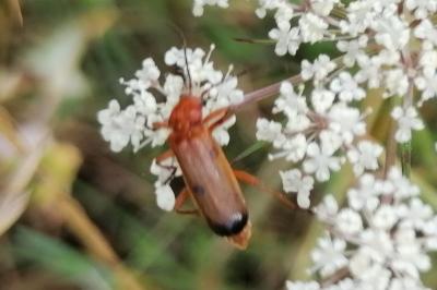 <i>Rhagonycha fulva</i>