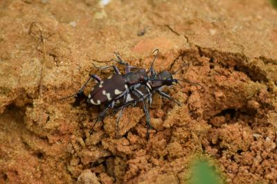 <i>Cicindela hybrida</i>