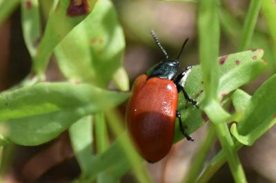 <i>Chrysomela populi</i>