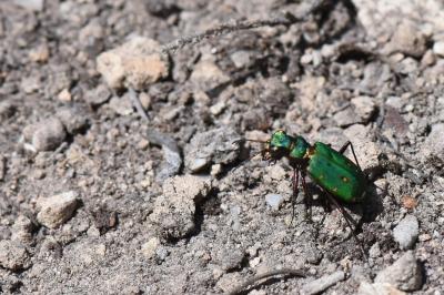 Cicindela campestris