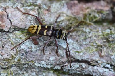 <i>Plagionotus detritus</i>