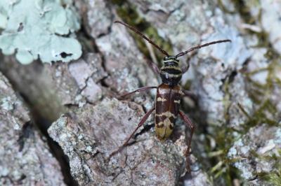 <i>Plagionotus detritus</i>