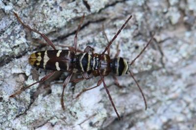 <i>Plagionotus detritus</i>