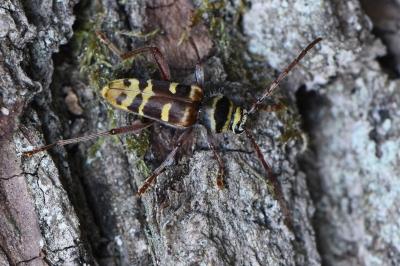 <i>Plagionotus detritus</i>