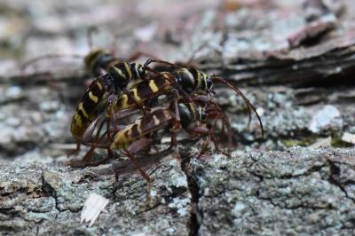 <i>Plagionotus detritus</i>