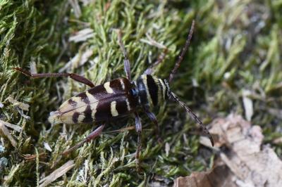 <i>Plagionotus detritus</i>