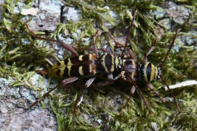 <i>Plagionotus detritus</i>