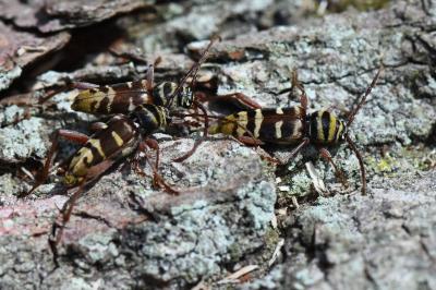<i>Plagionotus detritus</i>